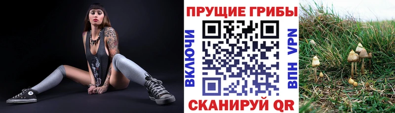 Галлюциногенные грибы Psilocybe  Мостовской 
